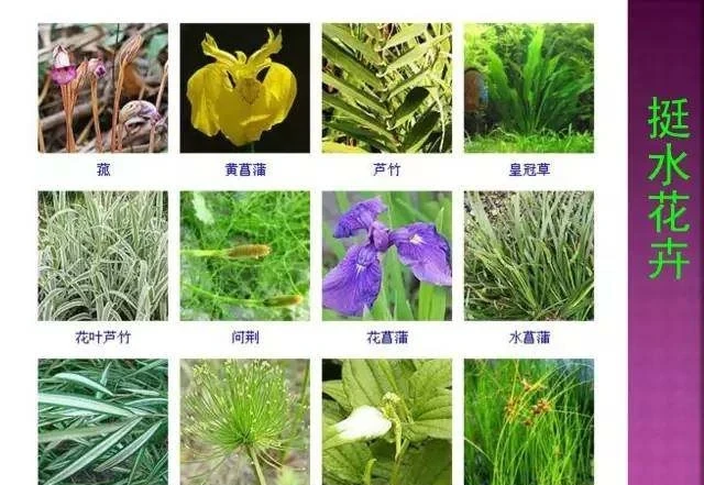 超全常見花卉植物圖譜(1332種),再也不怕不認識花了