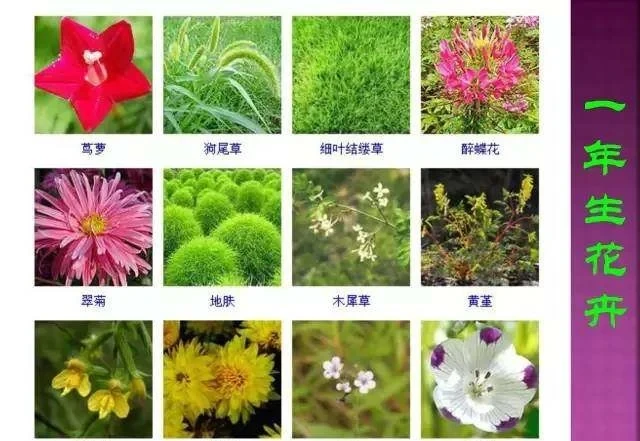 超全常見花卉植物圖譜(1332種),再也不怕不認識花了