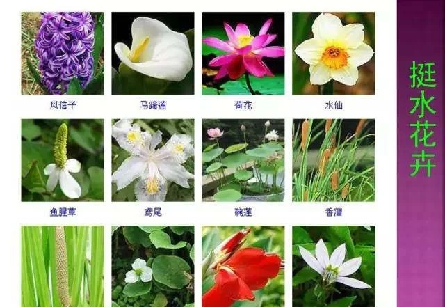 超全常見花卉植物圖譜(1332種),再也不怕不認識花了