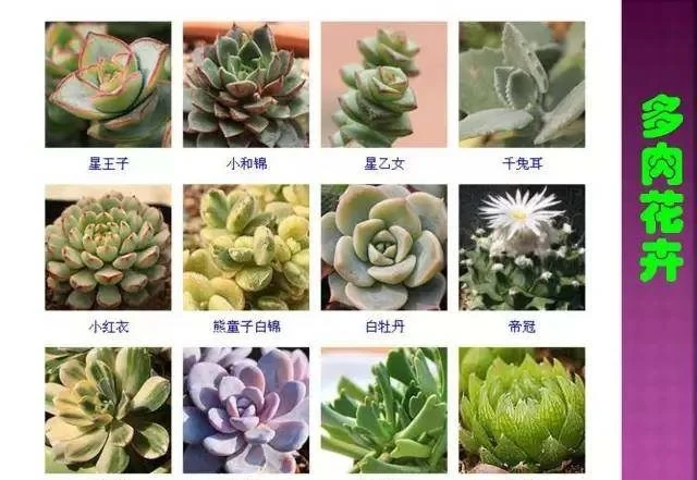超全常見花卉植物圖譜(1332種),再也不怕不認識花了