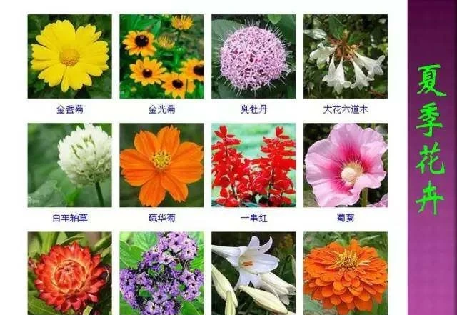 超全常見花卉植物圖譜(1332種),再也不怕不認識花了