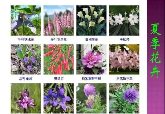 超全常見花卉植物圖譜(1332種),再也不怕不認識花了
