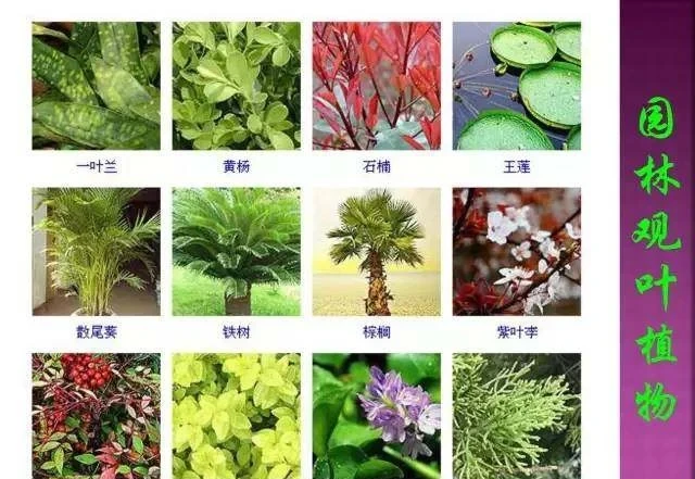 超全常見花卉植物圖譜(1332種),再也不怕不認識花了