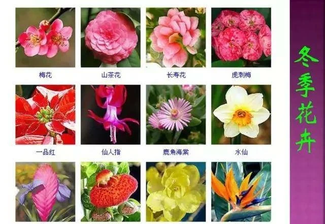 超全常見花卉植物圖譜(1332種),再也不怕不認識花了