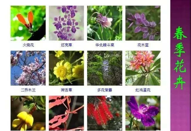 超全常見花卉植物圖譜(1332種),再也不怕不認識花了