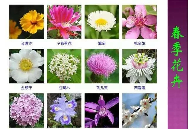 超全常見花卉植物圖譜(1332種),再也不怕不認識花了