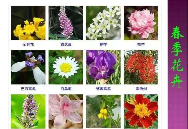 超全常見花卉植物圖譜(1332種),再也不怕不認識花了