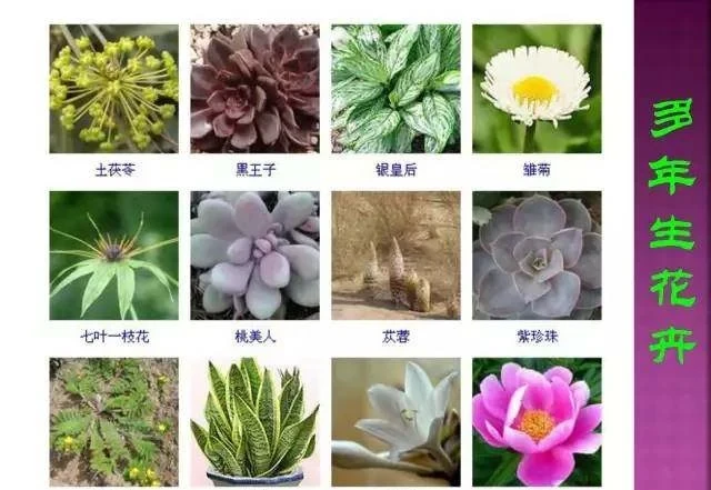 超全常見花卉植物圖譜(1332種),再也不怕不認識花了