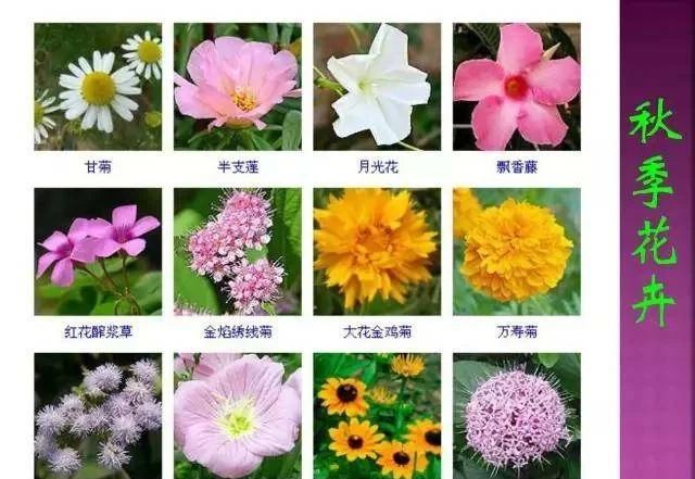 超全常見花卉植物圖譜(1332種),再也不怕不認識花了