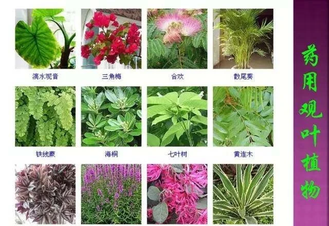超全常見花卉植物圖譜(1332種),再也不怕不認識花了