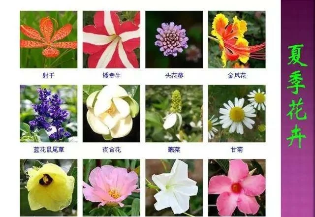 超全常見花卉植物圖譜(1332種),再也不怕不認識花了
