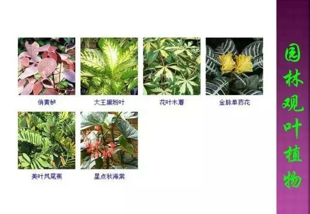 超全常見花卉植物圖譜(1332種),再也不怕不認識花了