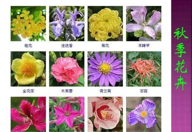 超全常見花卉植物圖譜(1332種),再也不怕不認識花了