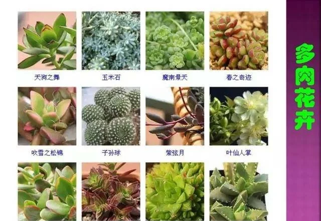 超全常見花卉植物圖譜(1332種),再也不怕不認識花了