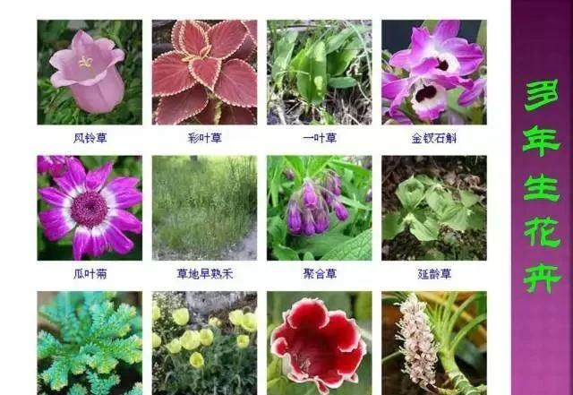 超全常見花卉植物圖譜(1332種),再也不怕不認識花了