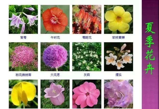 超全常見花卉植物圖譜(1332種),再也不怕不認識花了
