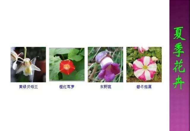 超全常見花卉植物圖譜(1332種),再也不怕不認識花了