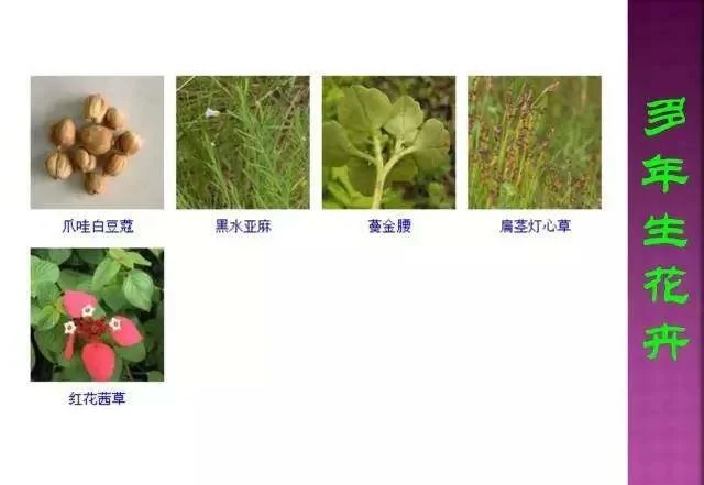 超全常見花卉植物圖譜(1332種),再也不怕不認識花了