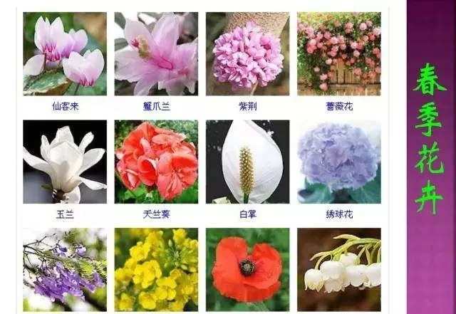 超全常見花卉植物圖譜(1332種),再也不怕不認識花了