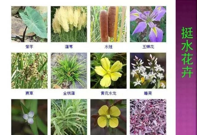 超全常見花卉植物圖譜(1332種),再也不怕不認識花了