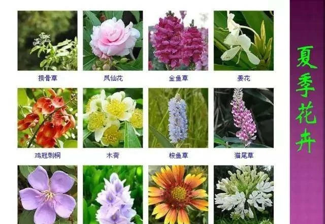 超全常見花卉植物圖譜(1332種),再也不怕不認識花了