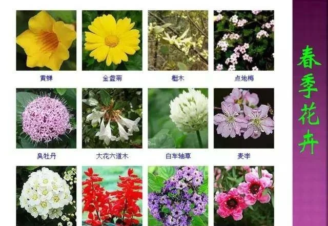 超全常見花卉植物圖譜(1332種),再也不怕不認識花了