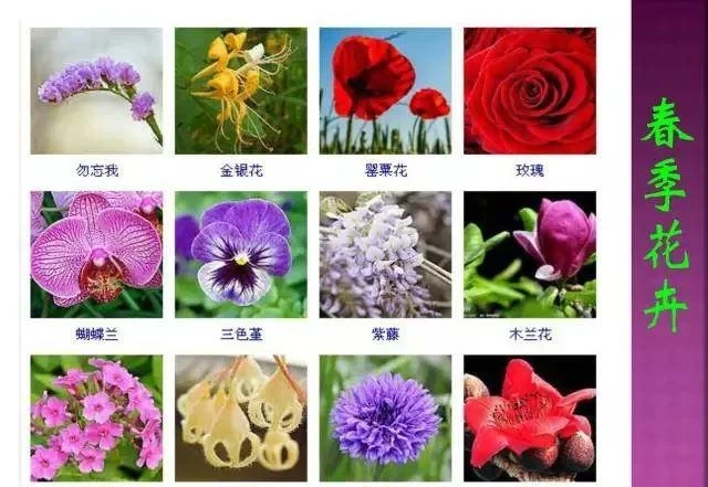 超全常見花卉植物圖譜(1332種),再也不怕不認識花了