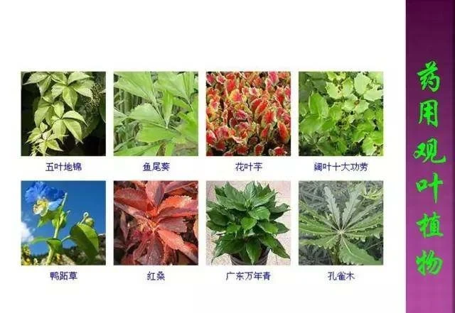 超全常見花卉植物圖譜(1332種),再也不怕不認識花了