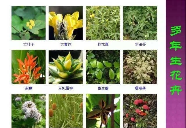 超全常見花卉植物圖譜(1332種),再也不怕不認識花了