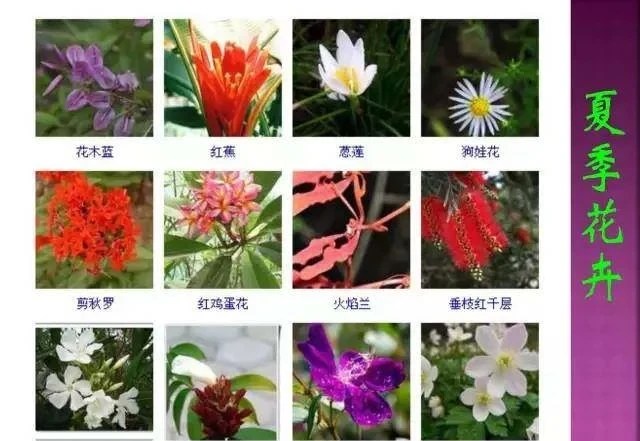 超全常見花卉植物圖譜(1332種),再也不怕不認識花了
