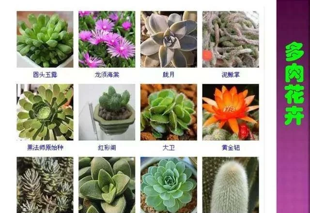 超全常見花卉植物圖譜(1332種),再也不怕不認識花了