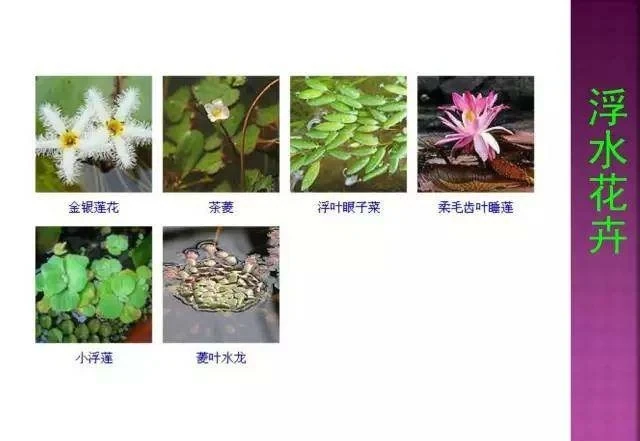 超全常見花卉植物圖譜(1332種),再也不怕不認識花了