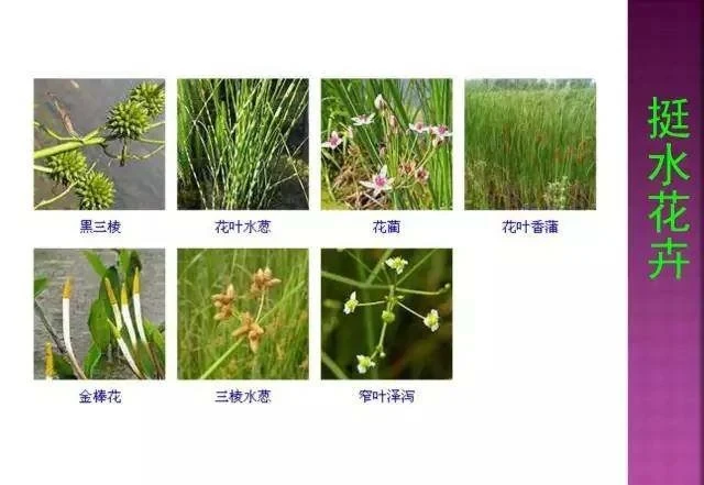 超全常見花卉植物圖譜(1332種),再也不怕不認識花了
