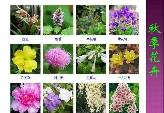 超全常見花卉植物圖譜(1332種),再也不怕不認識花了