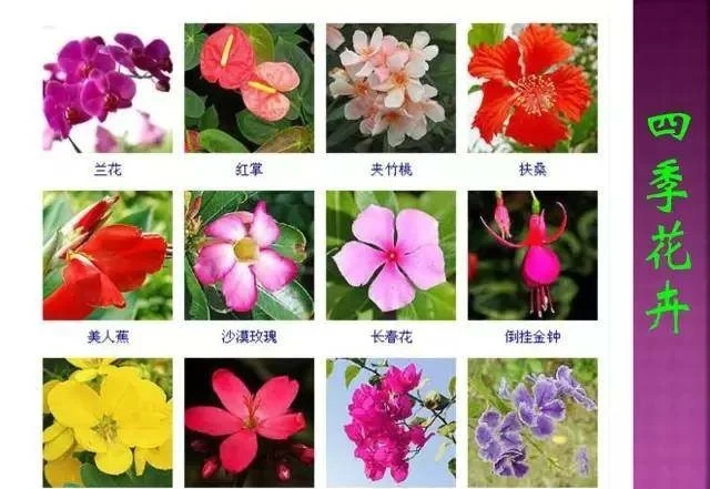 超全常見花卉植物圖譜(1332種),再也不怕不認識花了