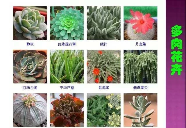 超全常見花卉植物圖譜(1332種),再也不怕不認識花了