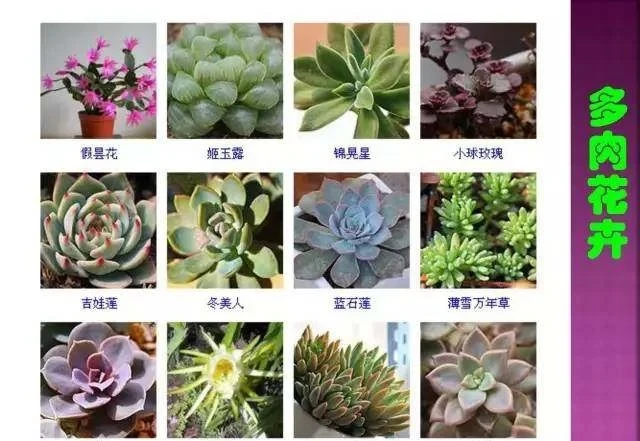 超全常見花卉植物圖譜(1332種),再也不怕不認識花了