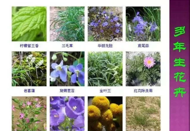 超全常見花卉植物圖譜(1332種),再也不怕不認識花了