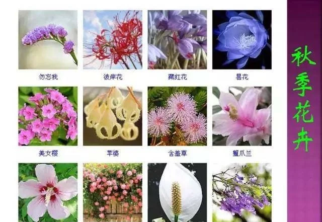 超全常見花卉植物圖譜(1332種),再也不怕不認識花了