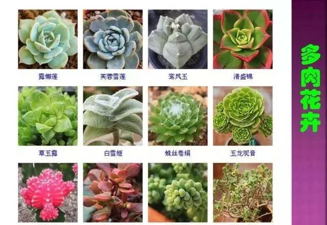 超全常見花卉植物圖譜(1332種),再也不怕不認識花了