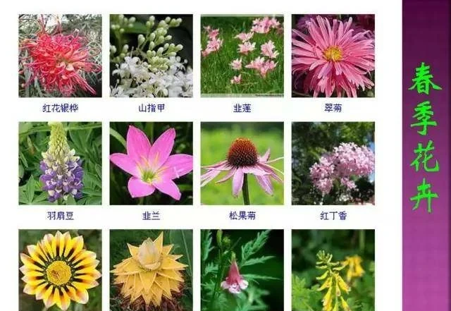 超全常見花卉植物圖譜(1332種),再也不怕不認識花了
