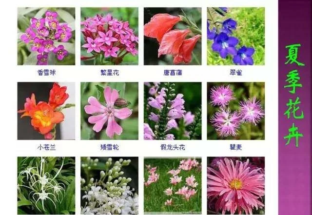 超全常見花卉植物圖譜(1332種),再也不怕不認識花了