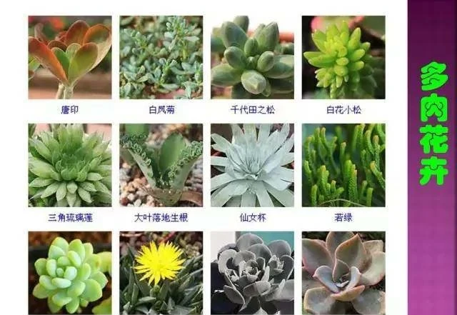 超全常見花卉植物圖譜(1332種),再也不怕不認識花了