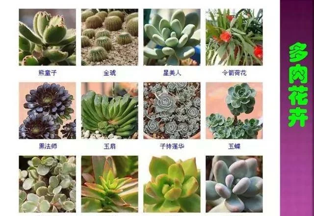超全常見花卉植物圖譜(1332種),再也不怕不認識花了