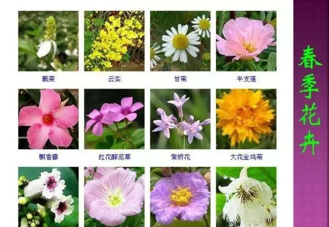 超全常見花卉植物圖譜(1332種),再也不怕不認識花了