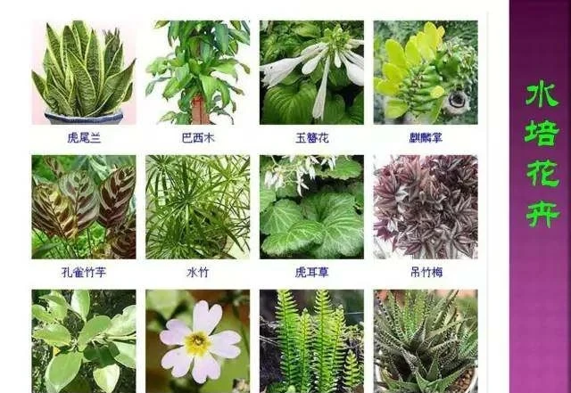 超全常見花卉植物圖譜(1332種),再也不怕不認識花了
