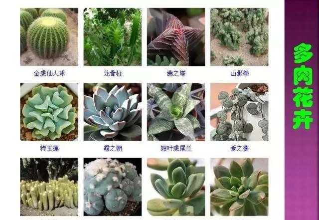 超全常見花卉植物圖譜(1332種),再也不怕不認識花了