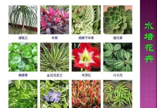 超全常見花卉植物圖譜(1332種),再也不怕不認識花了
