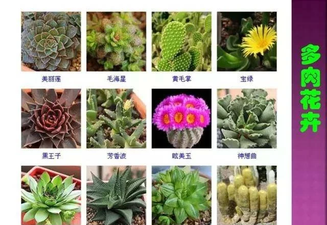 超全常見花卉植物圖譜(1332種),再也不怕不認識花了