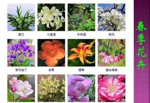 超全常見花卉植物圖譜(1332種),再也不怕不認識花了
